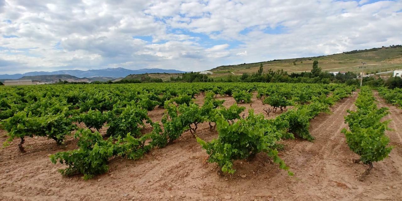 Apartamento Entrevinas En El Corazon De La Rioja Fuenmayor 外观 照片